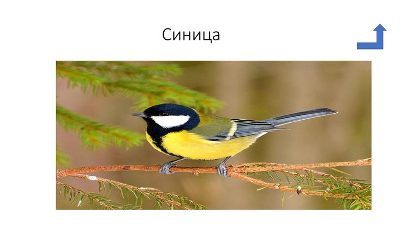 Синица