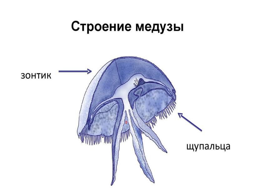 Медузы- загадочные сщества