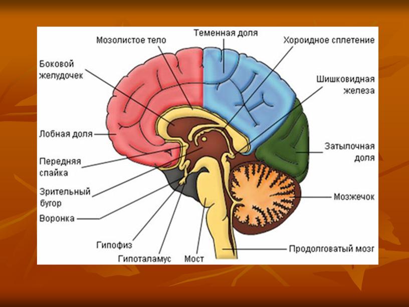 Презентация проекта "Мозжечковая стимуляция"