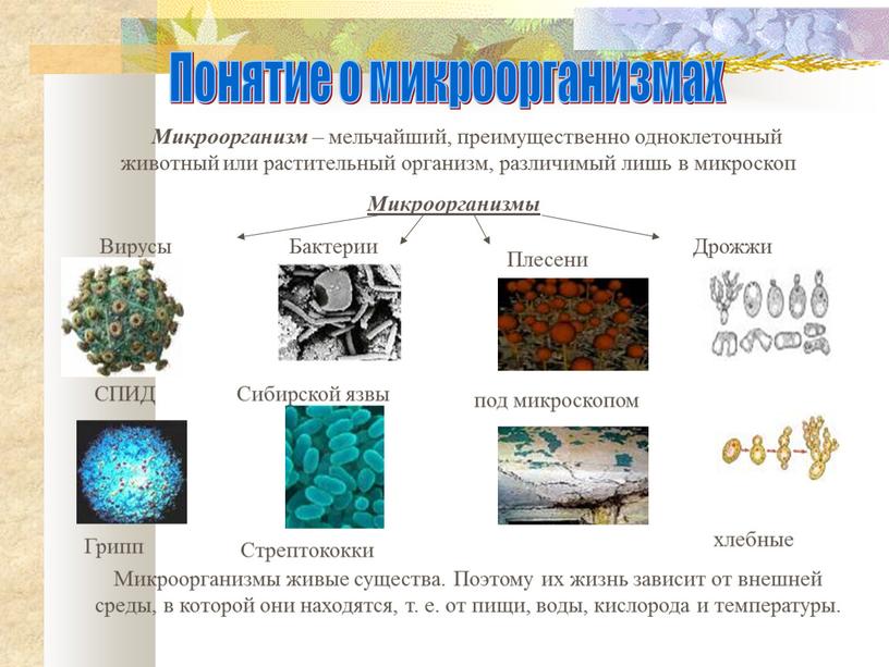 Понятие о микроорганизмах Микроорганизм – мельчайший, преимущественно одноклеточный животный или растительный организм, различимый лишь в микроскоп