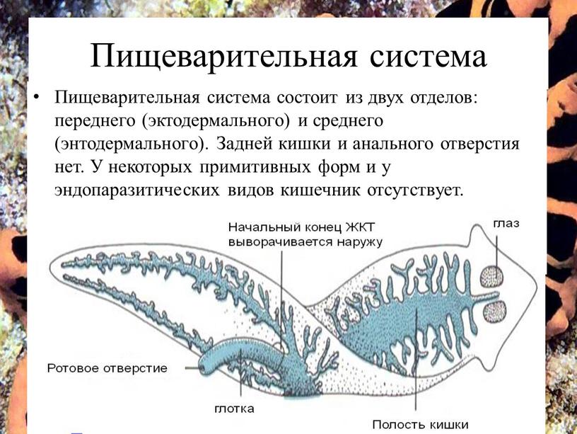 Пищеварительная система Пищеварительная система состоит из двух отделов: переднего (эктодермального) и среднего (энтодермального)