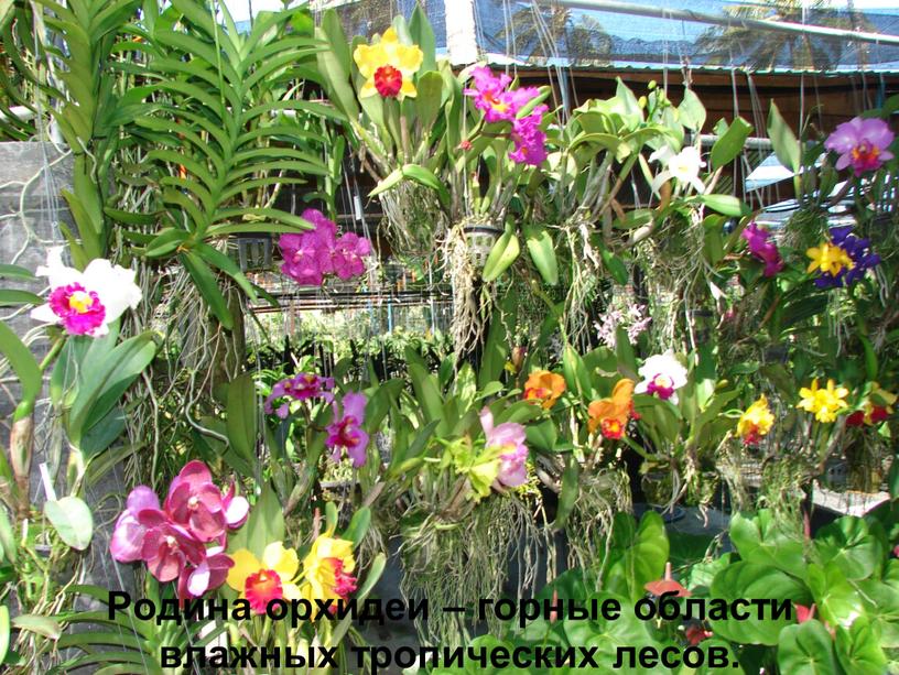 Родина орхидеи – горные области влажных тропических лесов