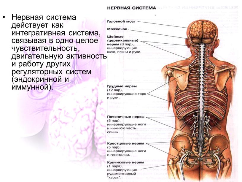 Нервная система действует как интегративная система, связывая в одно целое чувствительность, двигательную активность и работу других регуляторных систем (эндокринной и иммунной)