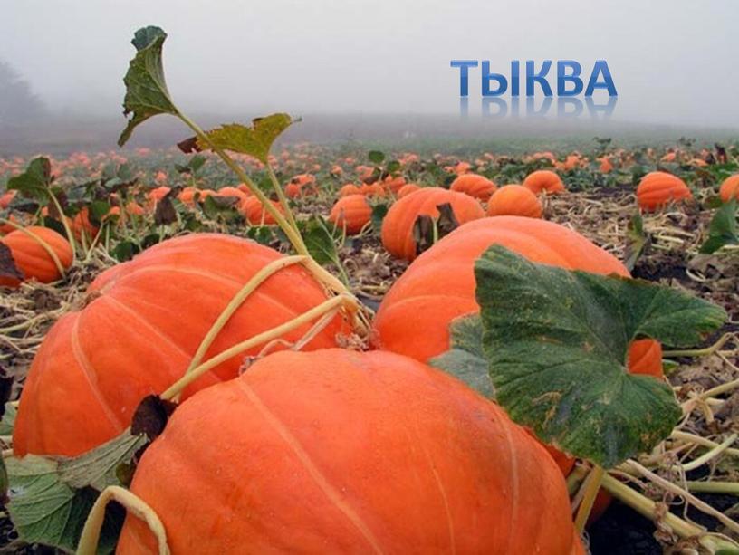 Тыква