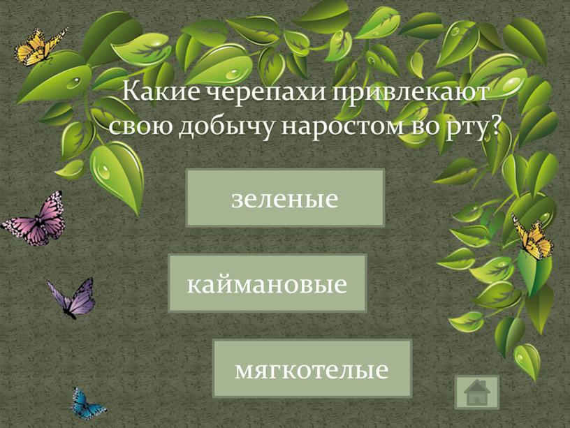 Какие черепахи привлекают свою добычу наростом во рту? каймановые зеленые мягкотелые