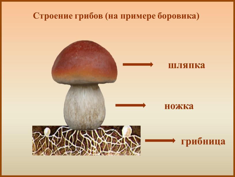 Строение грибов (на примере боровика) шляпка ножка грибница