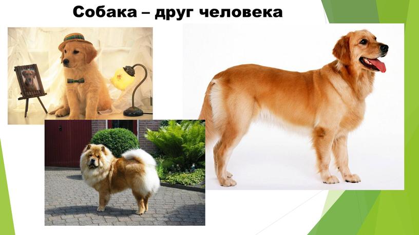 Собака – друг человека