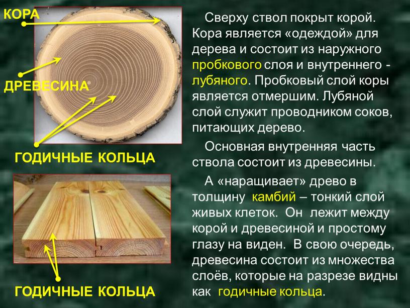Сверху ствол покрыт корой. Кора является «одеждой» для дерева и состоит из наружного пробкового слоя и внутреннего - лубяного