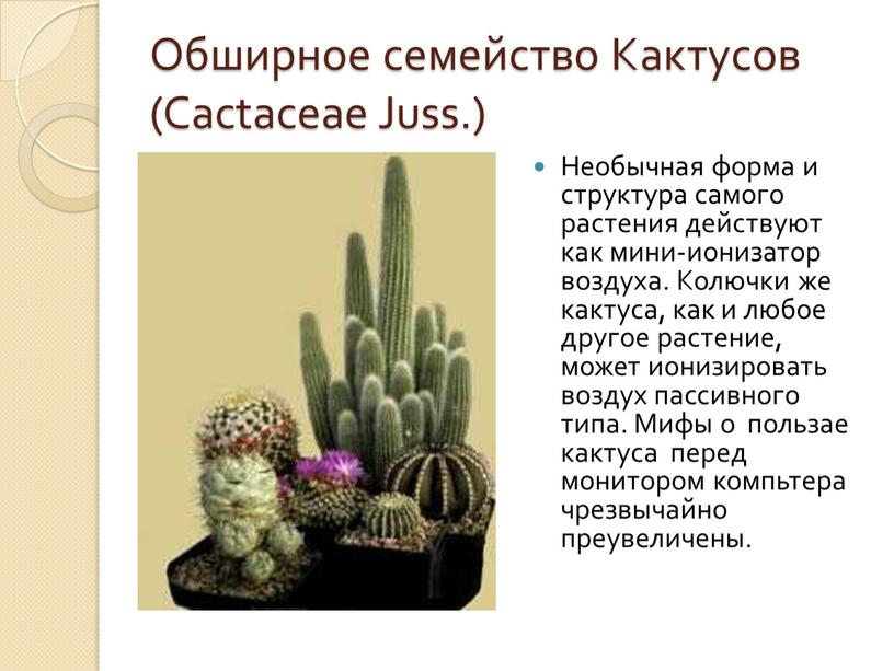 Обширное семейство Кактусов (Cactaceae