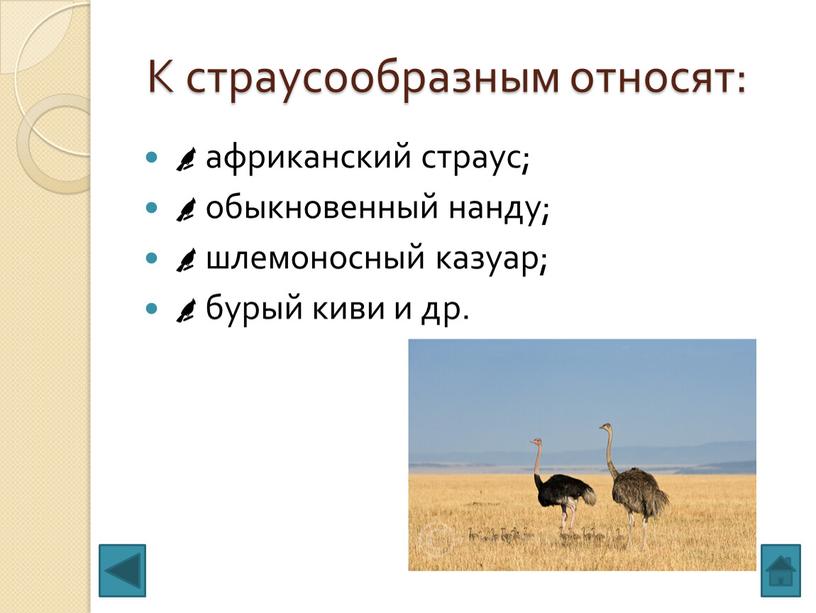 К страусообразным относят: африканский страус; обыкновенный нанду; шлемоносный казуар; бурый киви и др