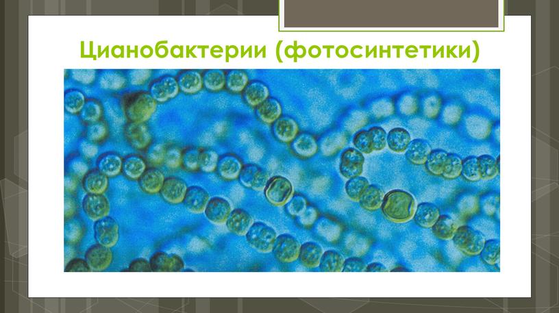 Цианобактерии (фотосинтетики)