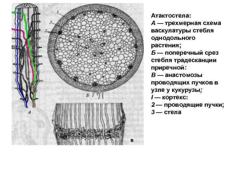 Сравнительная анатомия однолетних растении