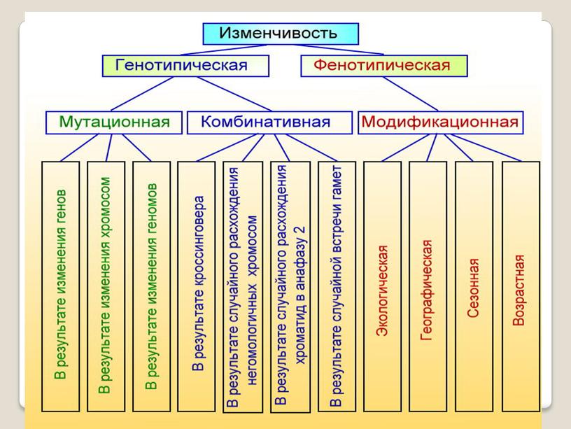 Презентация Изменчивость