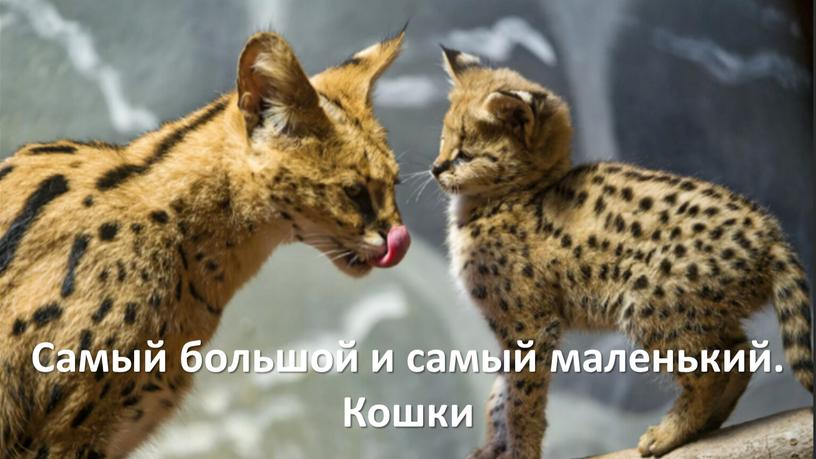 Самый большой и самый маленький