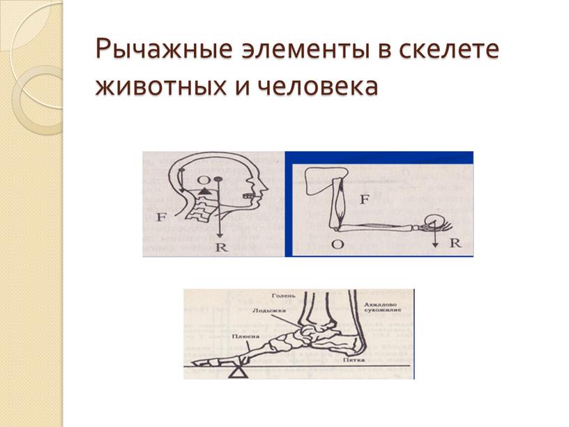 Рычажные элементы в скелете животных и человека