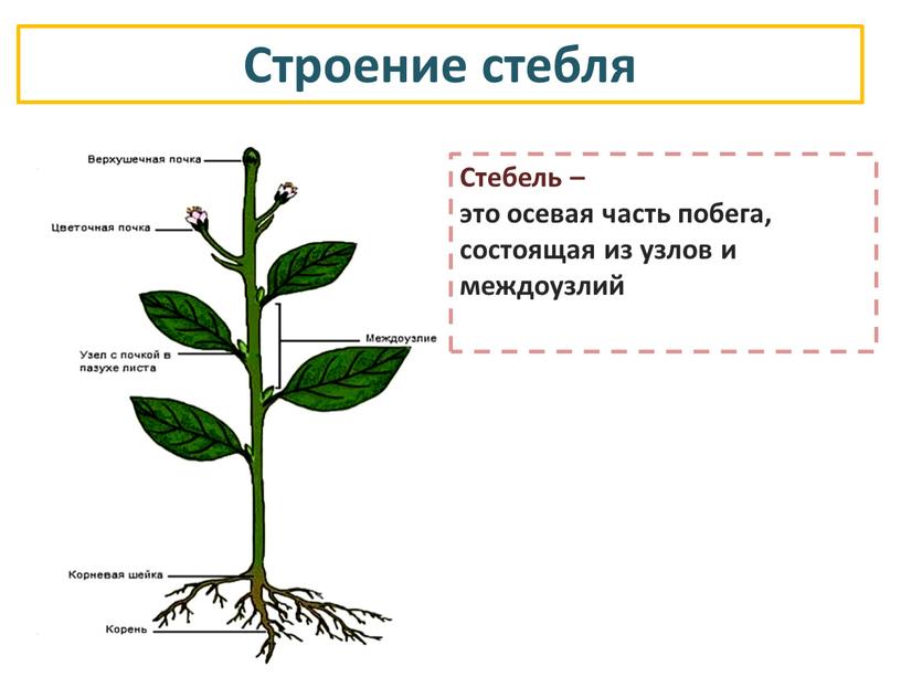 Стебель – это осевая часть побега, состоящая из узлов и междоузлий