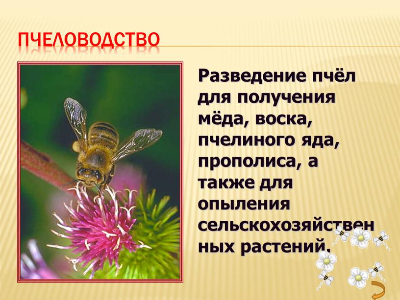 Разведение пчёл для получения мёда, воска, пчелиного яда, прополиса, а также для опыления сельскохозяйственных растений