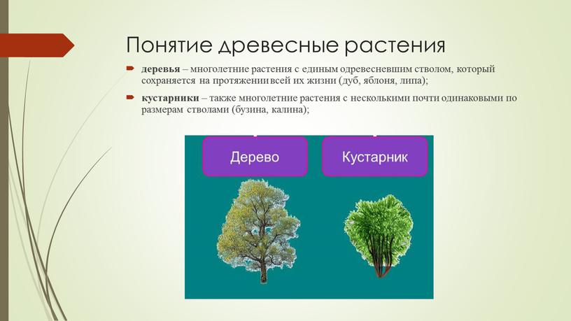 Понятие древесные растения деревья – многолетние растения с единым одревесневшим стволом, который сохраняется на протяжении всей их жизни (дуб, яблоня, липа); кустарники – также многолетние…