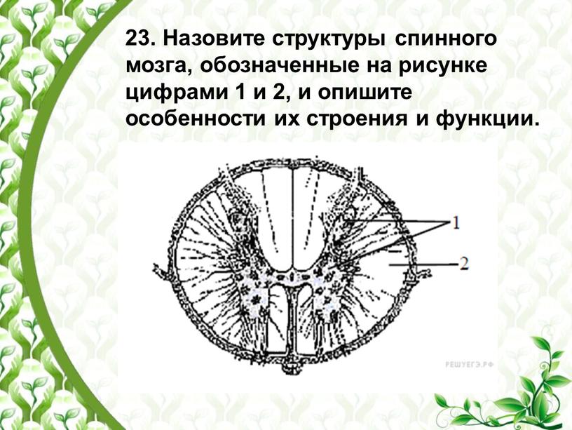 Назовите структуры спинного мозга, обозначенные на рисунке цифрами 1 и 2, и опишите особенности их строения и функции