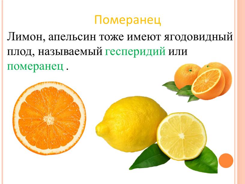 Лимон, апельсин тоже имеют ягодовидный плод, называемый гесперидий или померанец