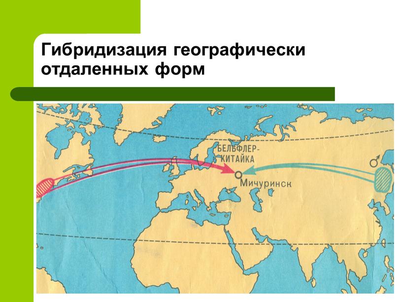 Гибридизация географически отдаленных форм