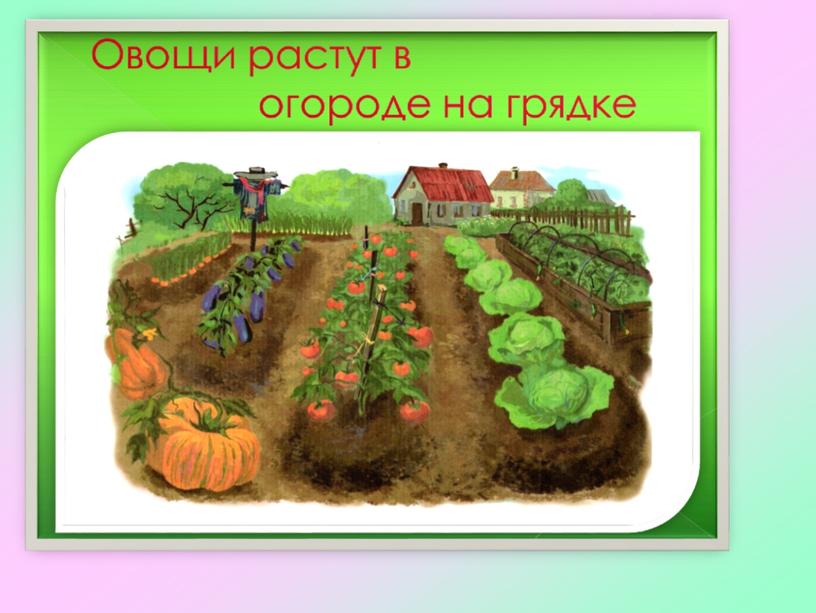 Презентация на тему: "Различение растений огорода (овощи), сада (фрукты, ягоды)