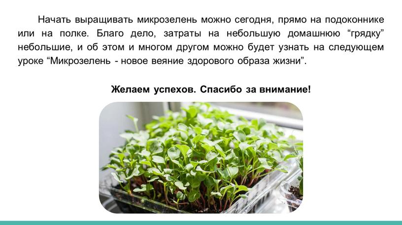 Начать выращивать микрозелень можно сегодня, прямо на подоконнике или на полке