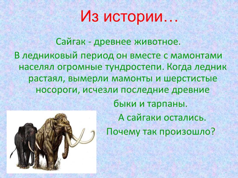 Сайгак - древнее животное. В ледниковый период он вместе с мамонтами населял огромные тундростепи