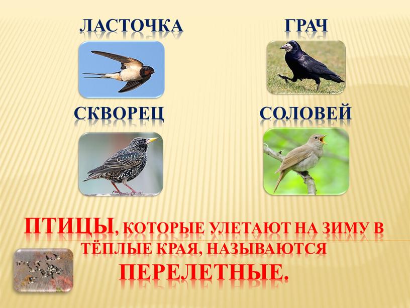 Ласточка грач скворец соловей