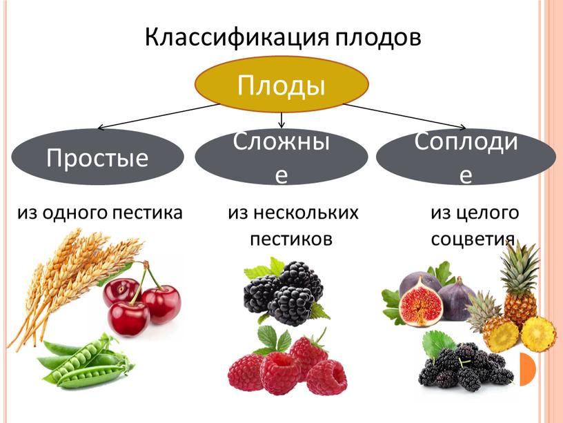 Классификация плодов Плоды Простые