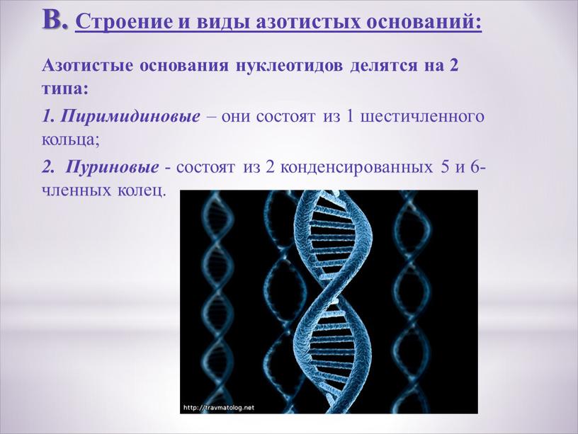 В. Строение и виды азотистых оснований: