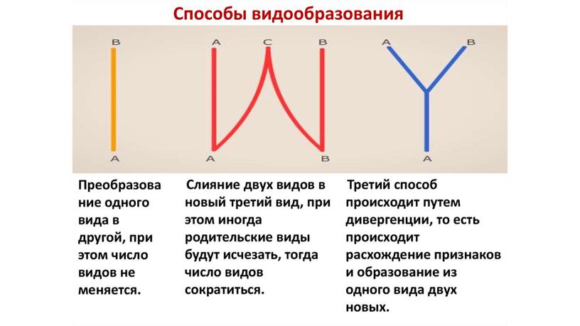 Презентация по теме: "Макро и микроэволюция"