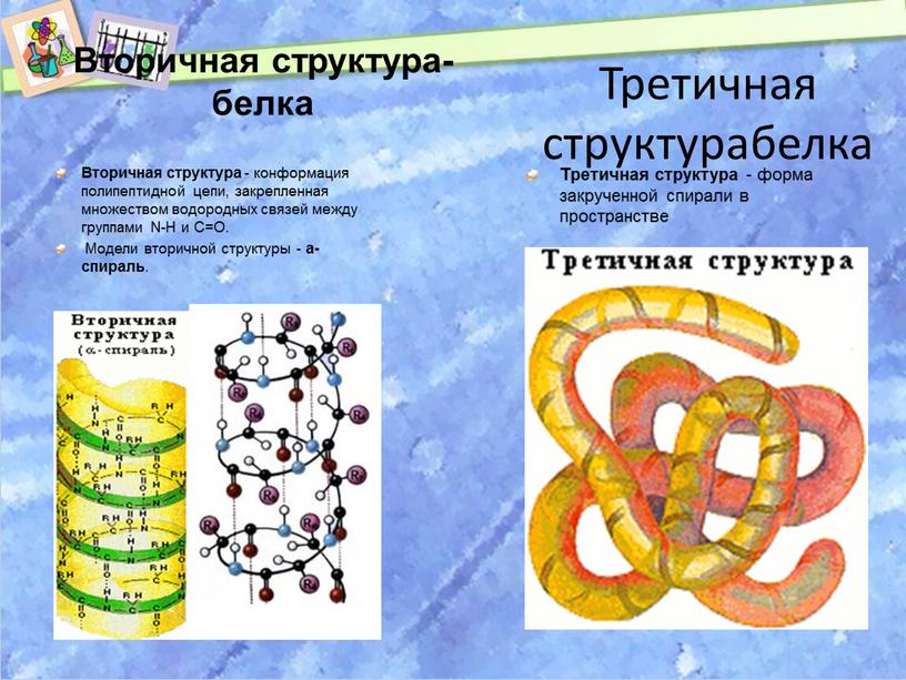 Особенности внутреннего строения белки. Строение вторичной структуры белка. Вторичная стурктур абелка. Вторичная структура белка связи. Вторичная структура полипептидной цепи.