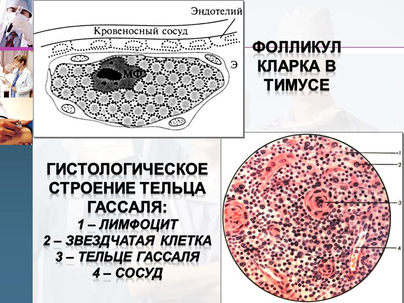 Фолликул Кларка в тимусе Гистологическое строение тельца