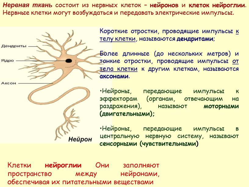 Нервная ткань состоит из нервных клеток – нейронов и клеток нейроглии