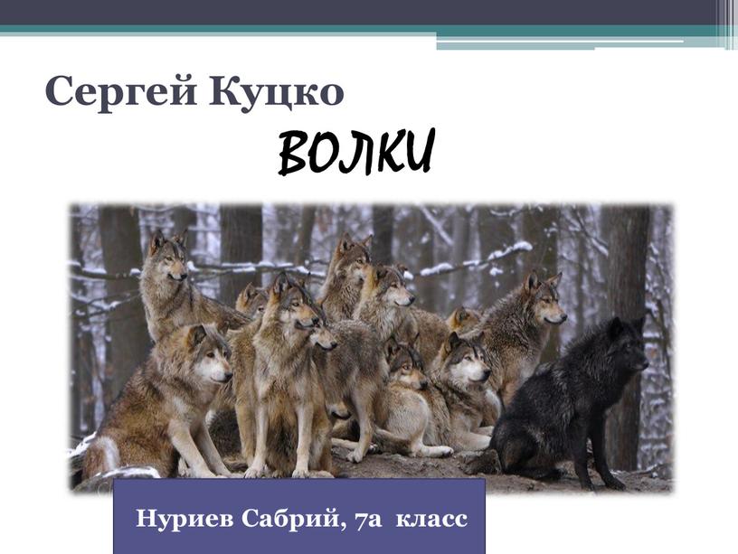 Сергей Куцко ВОЛКИ Нуриев Сабрий, 7а класс