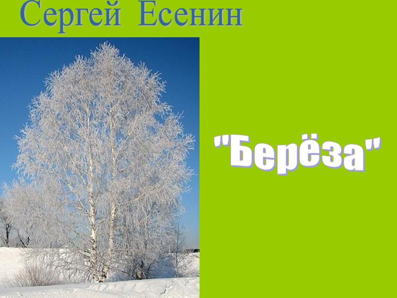 Сергей Есенин "Берёза"