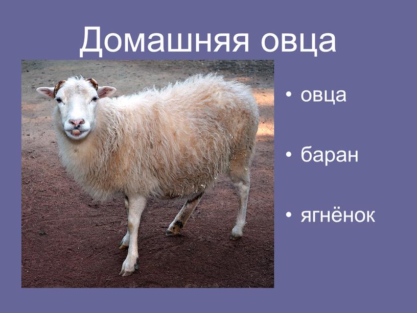 Домашняя овца овца баран ягнёнок