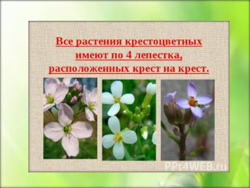 Семейства растений