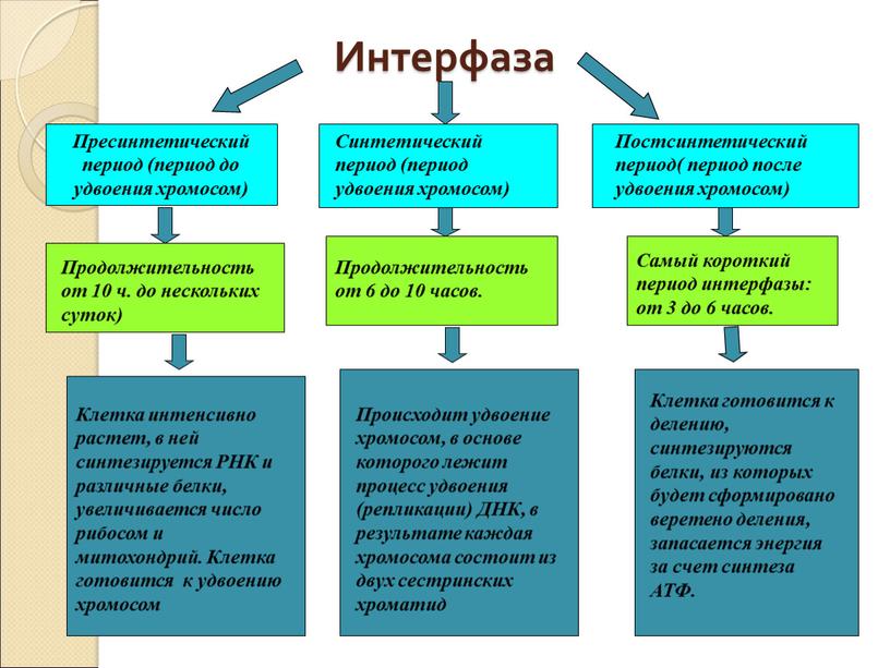 Интерфаза Пресинтетический период (период до удвоения хромосом)