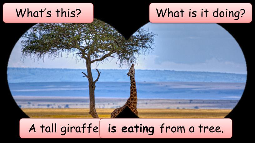 What’s this? A tall giraffe What is it doing? is eating from a tree
