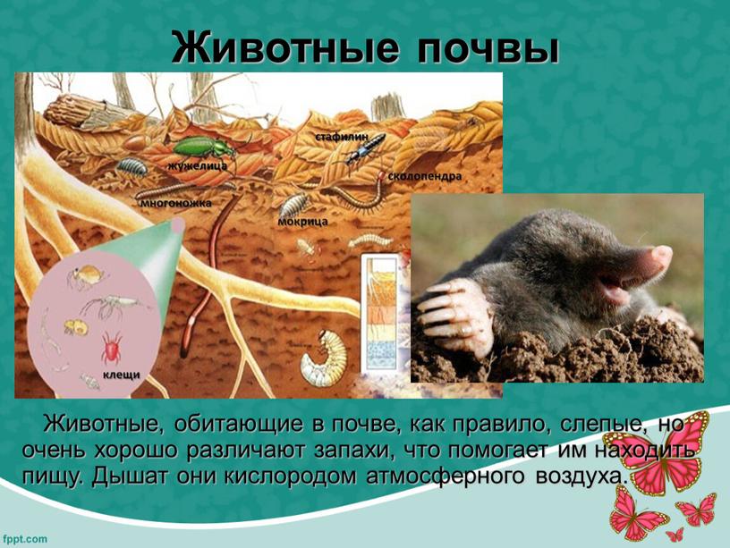 Животные почвы Животные, обитающие в почве, как правило, слепые, но очень хорошо различают запахи, что помогает им находить пищу
