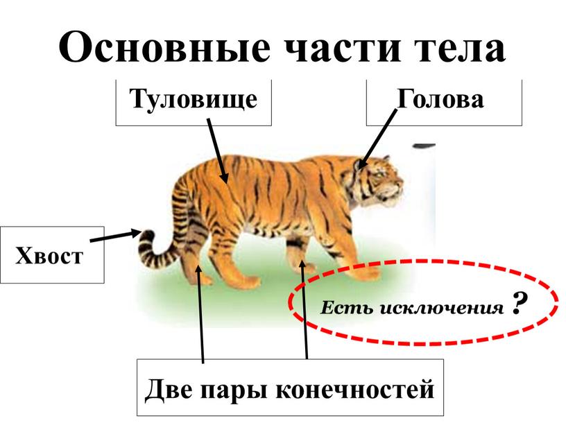 Голова Туловище Хвост Две пары конечностей