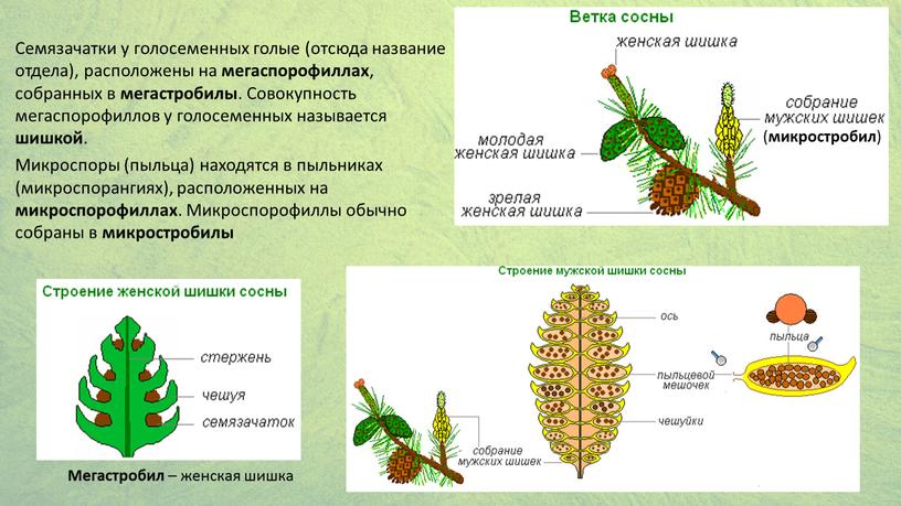 Семязачатки у голосеменных голые (отсюда название отдела), расположены на мегаспорофиллах , собранных в мегастробилы