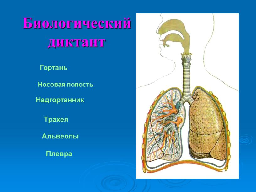 Биологический диктант Гортань Трахея