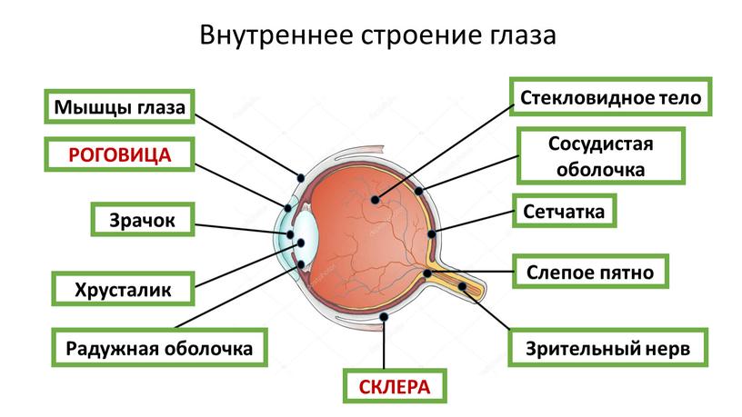 Внутреннее строение глаза Мышцы глаза