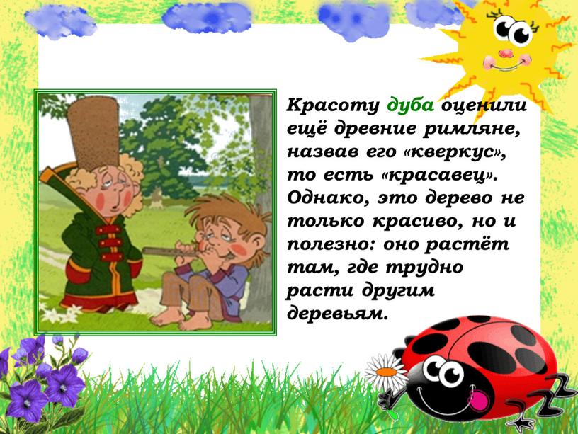 Красоту дуба оценили ещё древние римляне, назвав его «кверкус», то есть «красавец»