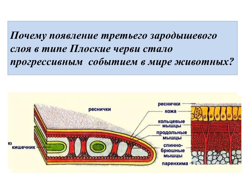 Почему появление третьего зародышевого слоя в типе