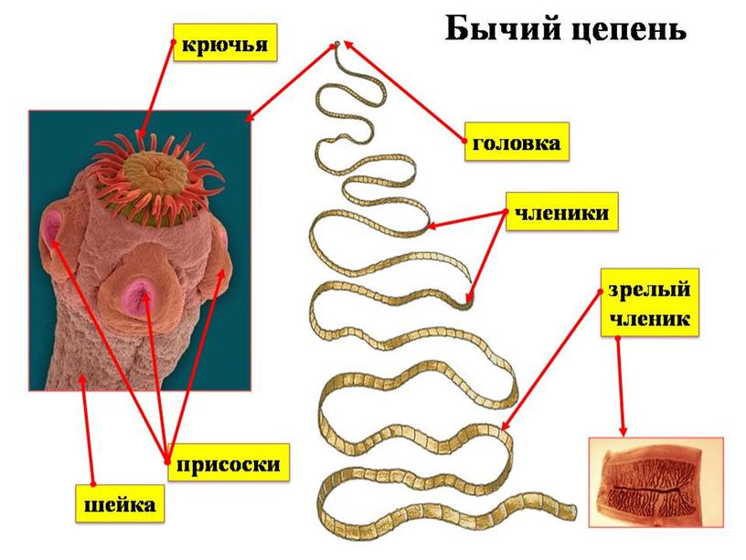 Типы Червей.