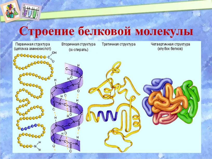 Структура белка рисунок